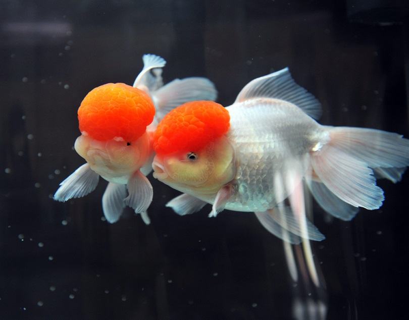 Red Cap Oranda Goldfish Aquarium Stock Photo 266801363