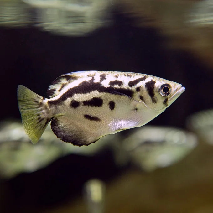 Myanmar Archer Fish Toxotes Blythii Aquapets KowloonAquarium