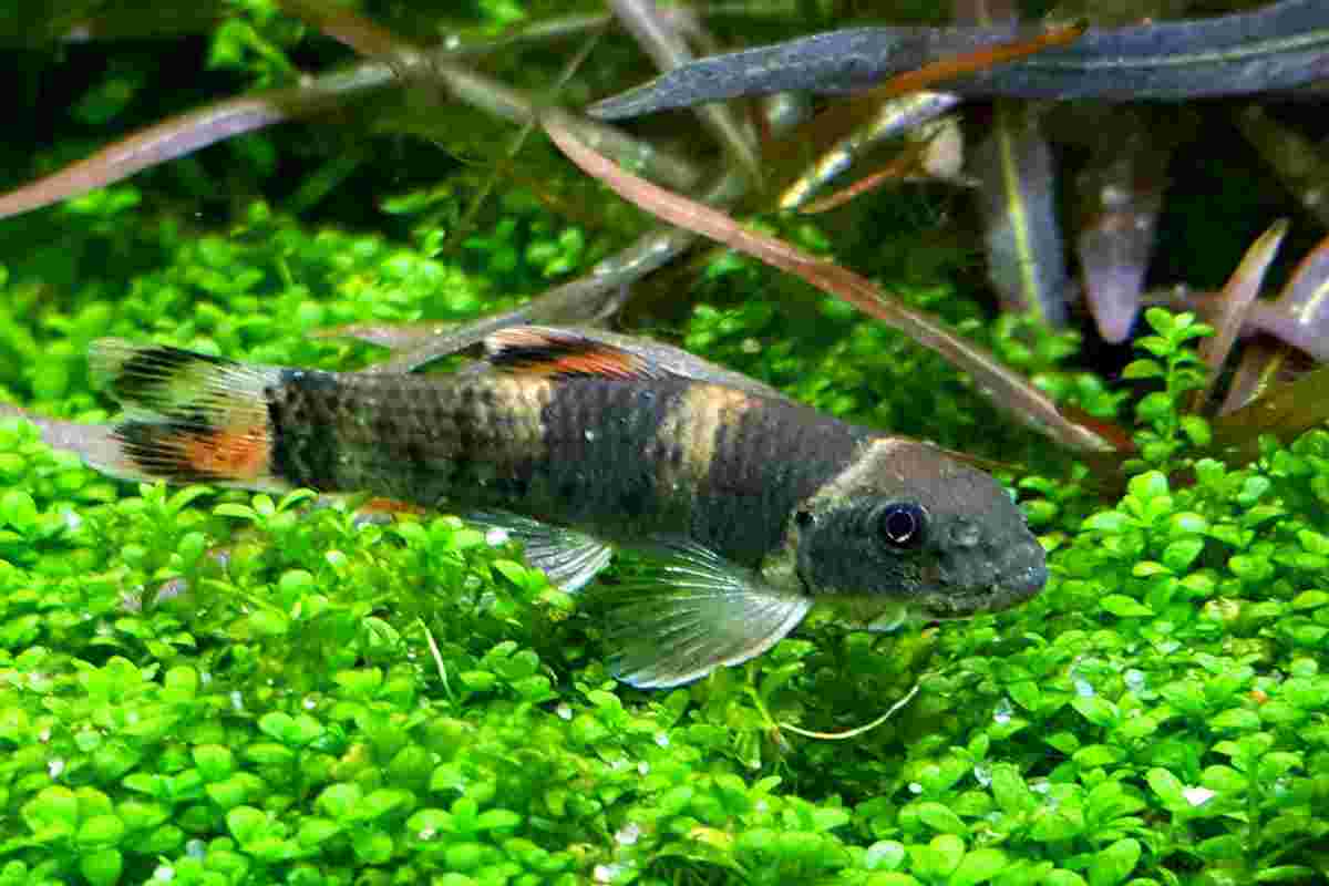 Panda clearance loach care