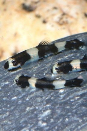 Panda best sale loach care