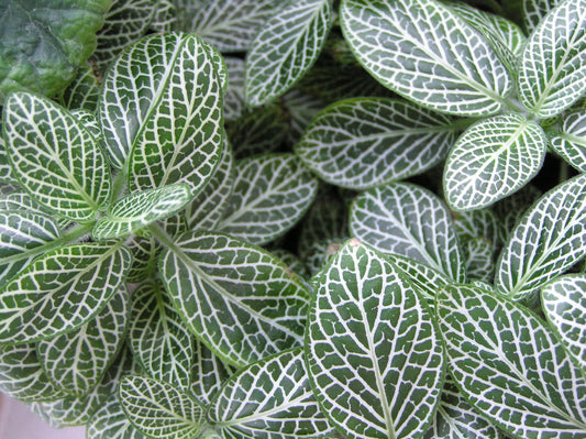 Fittonia albivenis