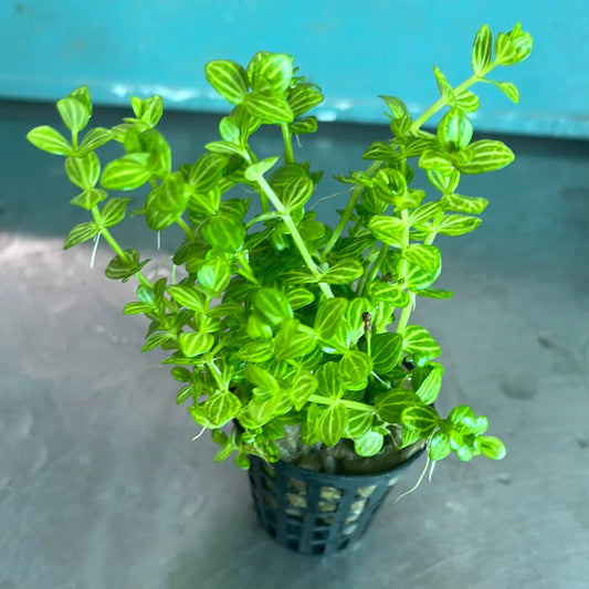 Lindernia rotundifolia variegated