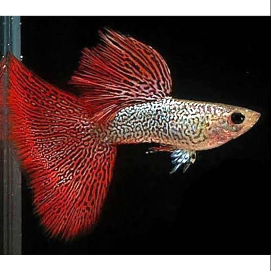 Red Lace Guppy Pair