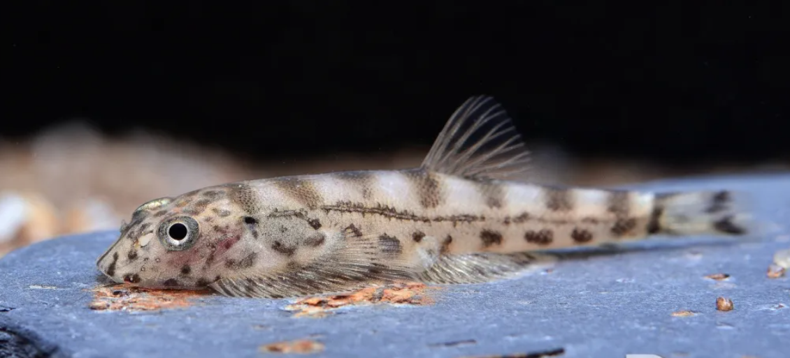 Humilis Bonero hillstream loach (Hypergastromyzon humilis)