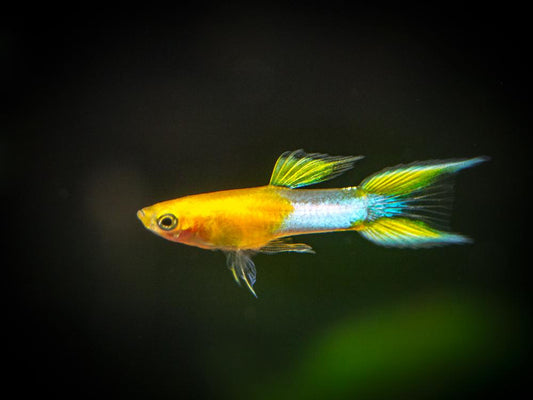 Double Sword Japan Blue Endler Guppy (Mixed grading)