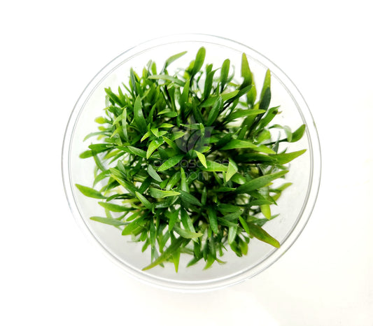 Cryptocoryne lucens T/C CUP