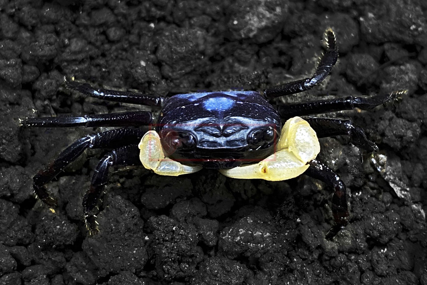 Cerulean Blue Crab  (Lepidothelphusa sp.)