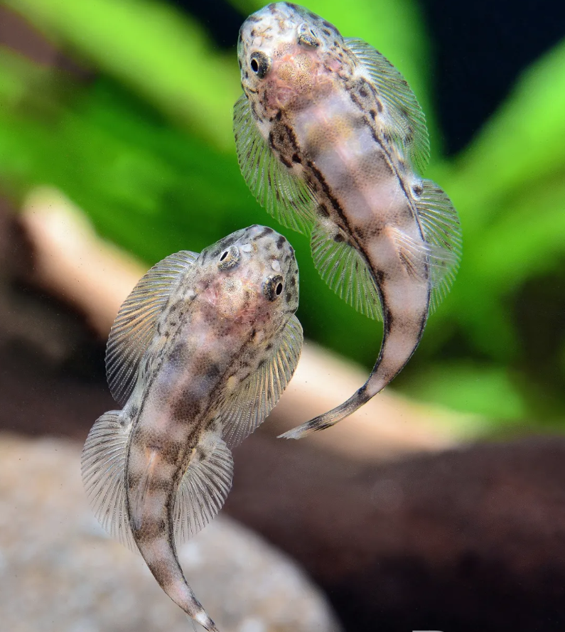 Humilis Bonero hillstream loach (Hypergastromyzon humilis)