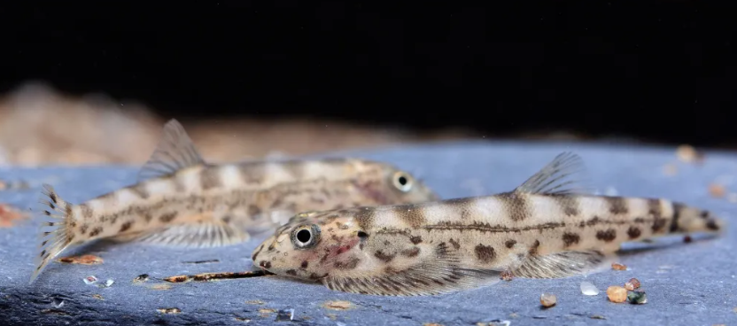 Humilis Bonero hillstream loach (Hypergastromyzon humilis)