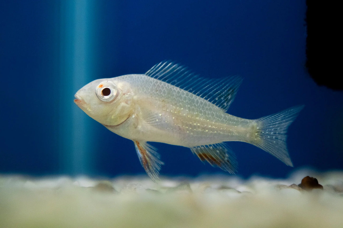 Albino heckelii