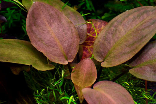 IC229	Lagenendra meeboldii 	'Rubin'