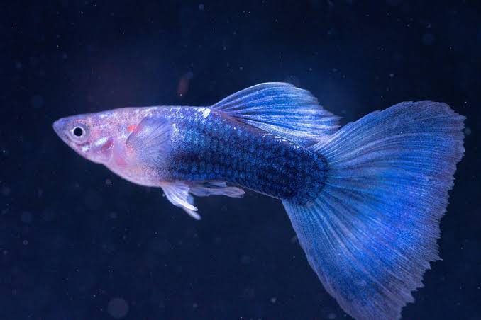 Blue Metalic guppy (Poecilia reticulata)