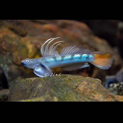 Threadfin Goby (Sicyopterus longifilis) – Aquapets ( KowloonAquarium)