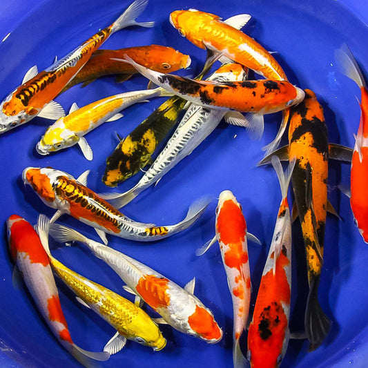 Japanese Koi (A grade) (Cyprinus Carpio)