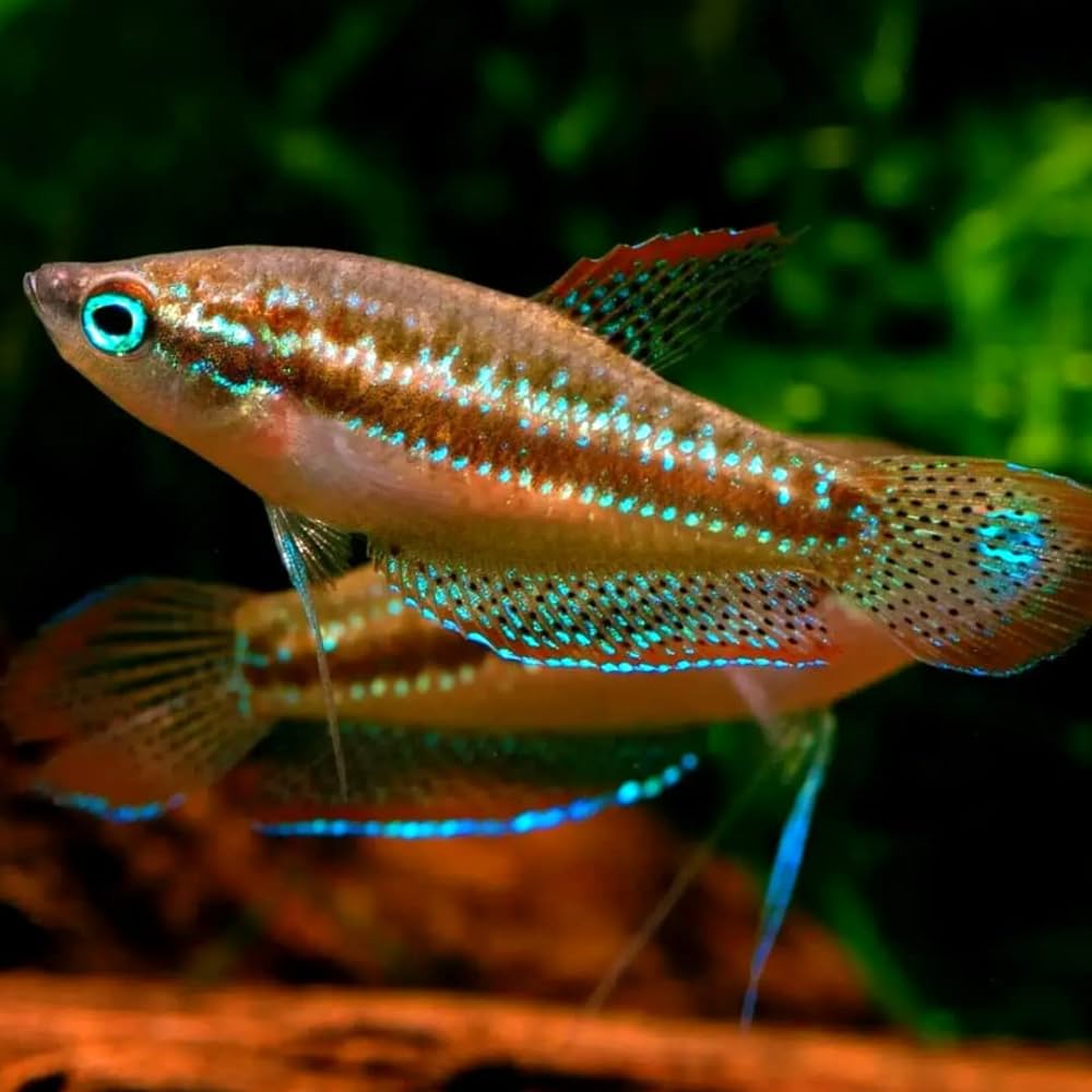 pygmy gourami