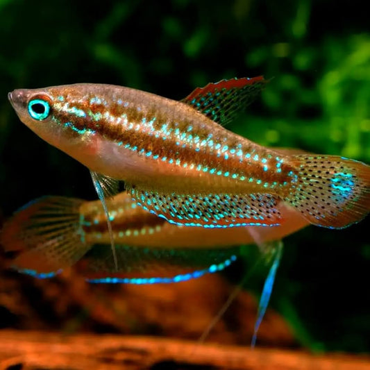 pygmy gourami