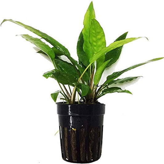 Cryptocoryne usteriana green