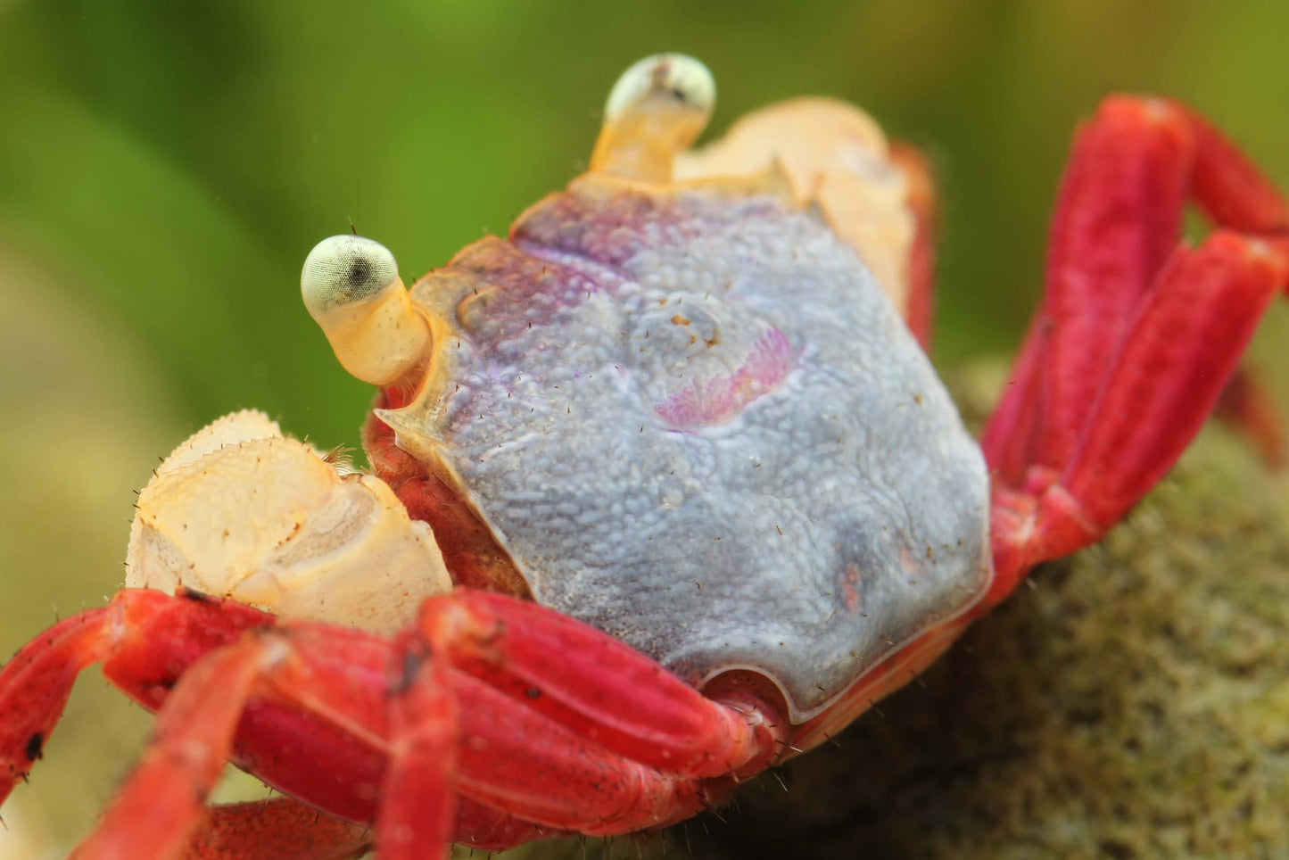 White Mandarin Vampire Crab Male (Geosesarma pontianak)