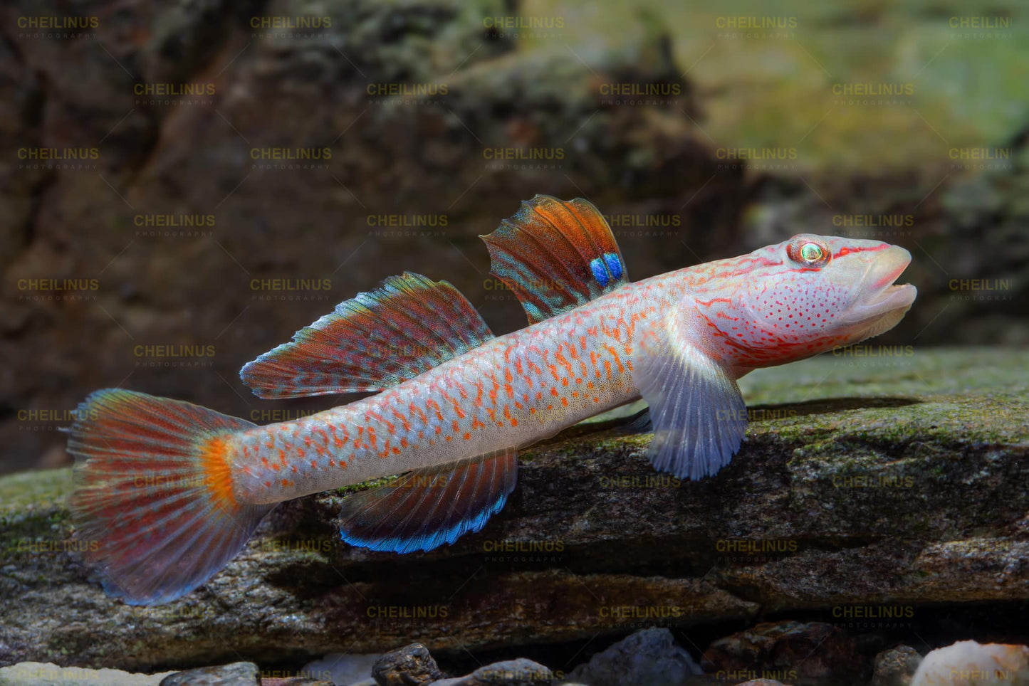 Leavelli Goby