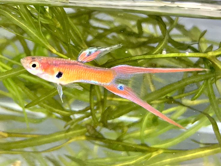 Red Coral Double Sword Guppy Pair