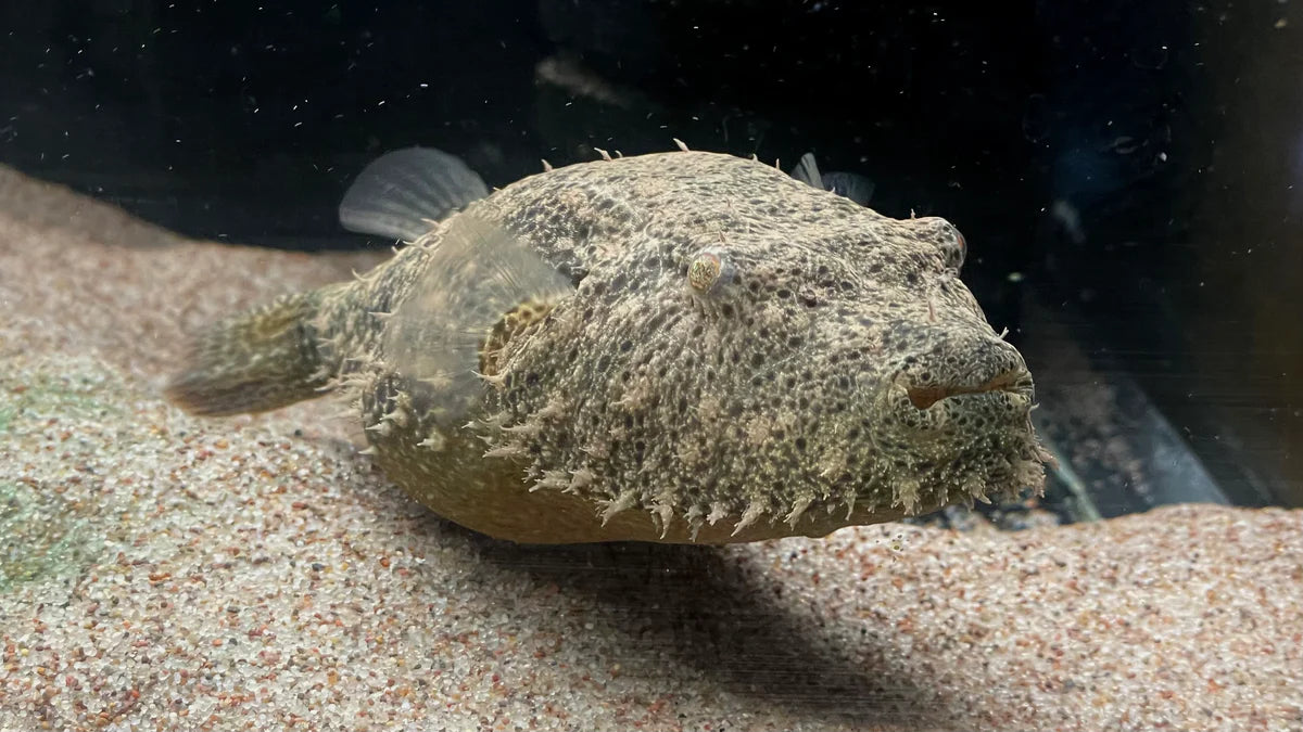 Hairy Puffer (Tetraodon Baileyi) (Wild Caught)