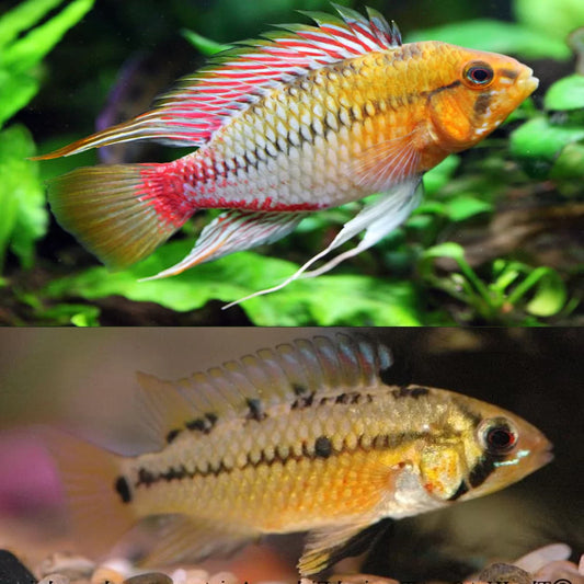 Apistogramma Hongsloi "Type II"