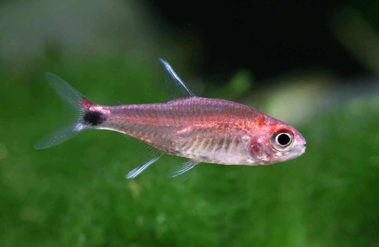 Ruby tetra(Axelrodia stigmatias)