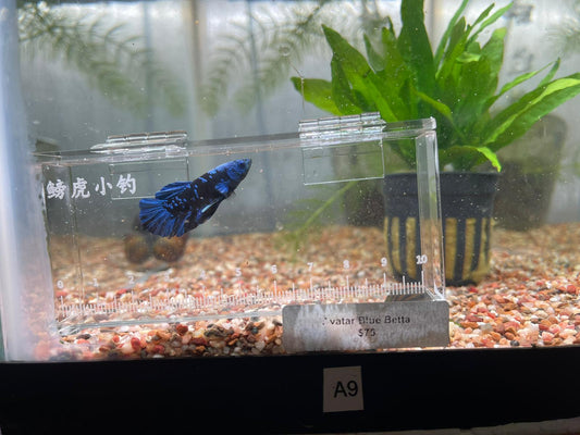 Avatar Betta