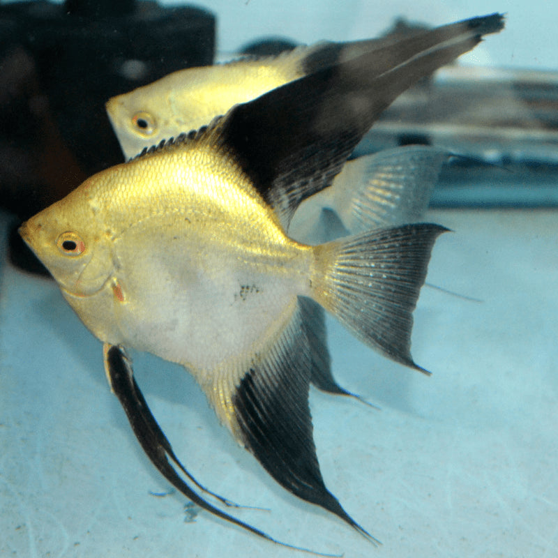 Golden Bulgarian seal point Angelfish