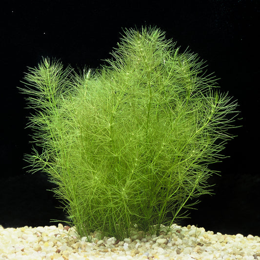 Bacopa myriophylloides