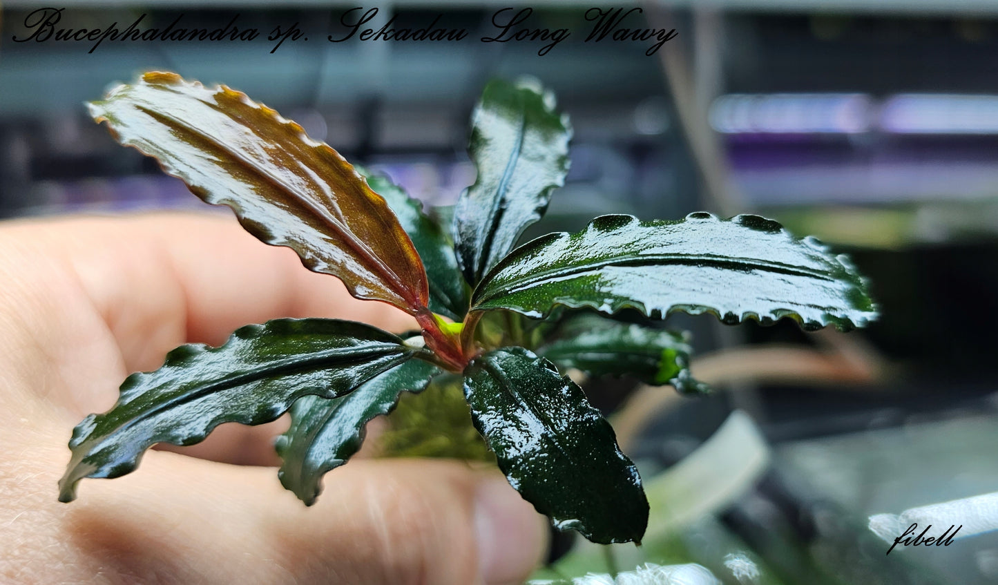 Bucephalandra sp. Artemis