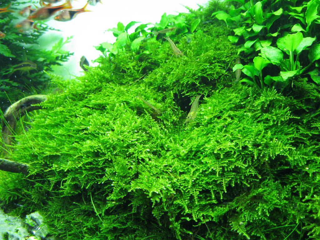 BS809	Vesicularia montegni 'Chirstmas moss'