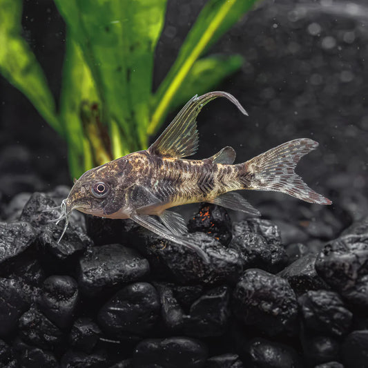 Hifin Peppered Corydoras (Corydoras Paleatus )