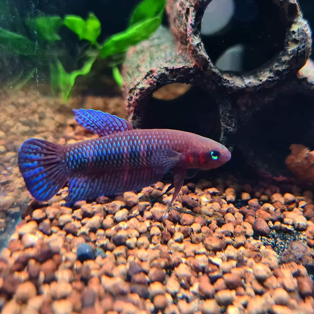 Betta Hendra (Pair) – Aquapets ( KowloonAquarium)