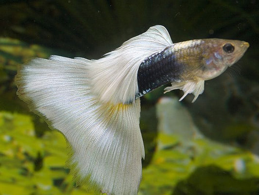 German White Tuxedo Guppy