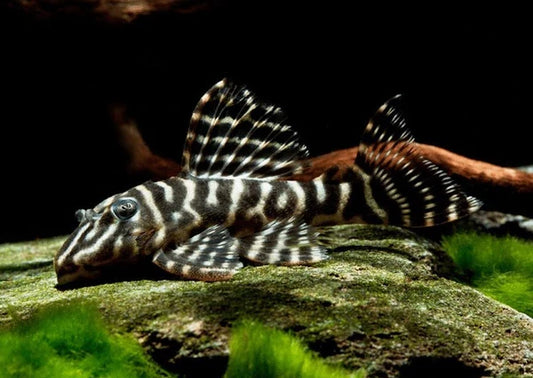 L129 Columbian Zebra pleco - Selected