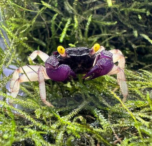 Orchid Vampire Crab