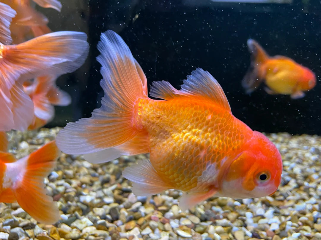 assorted color thai Oranda