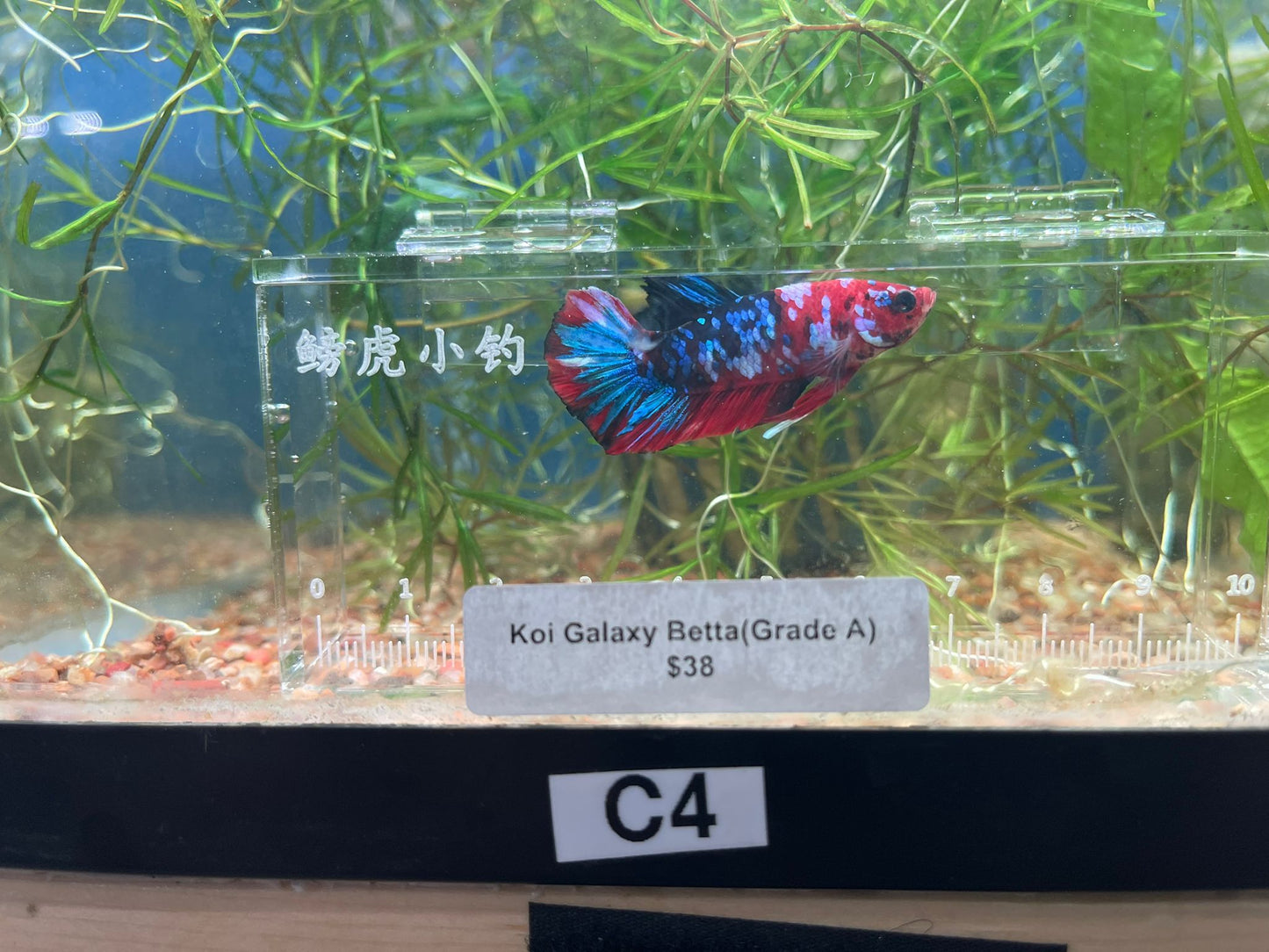 Male Koi Galaxy Betta (Grade A)