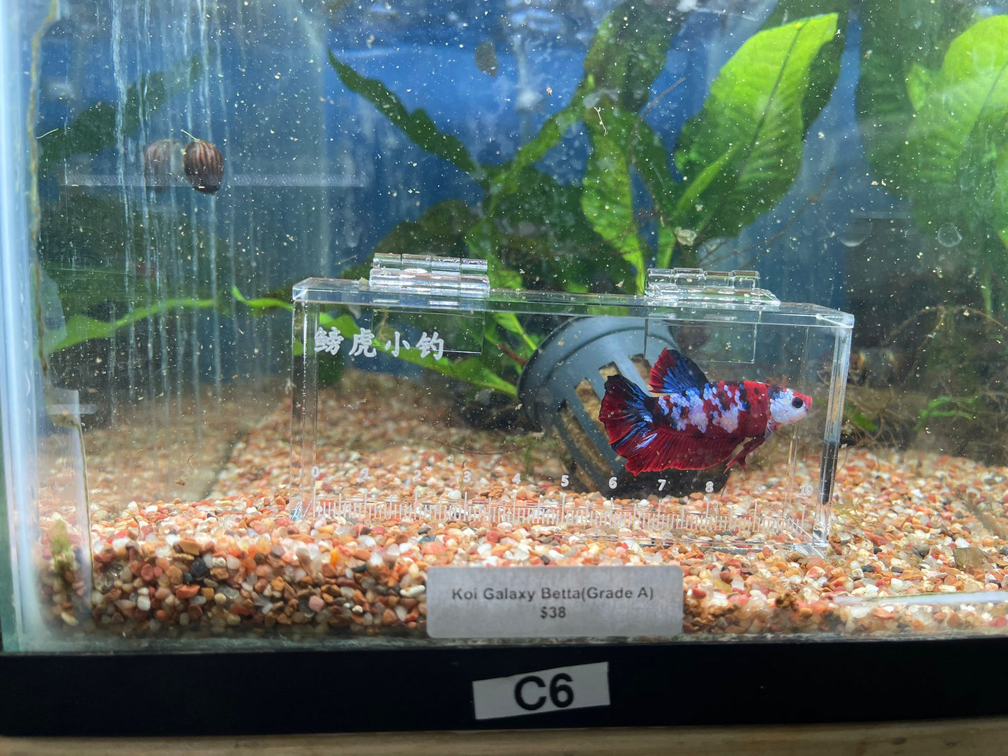 Male Koi Galaxy Betta (Grade A)