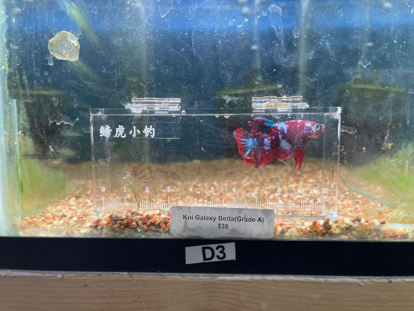 Male Koi Galaxy Betta (Grade A)