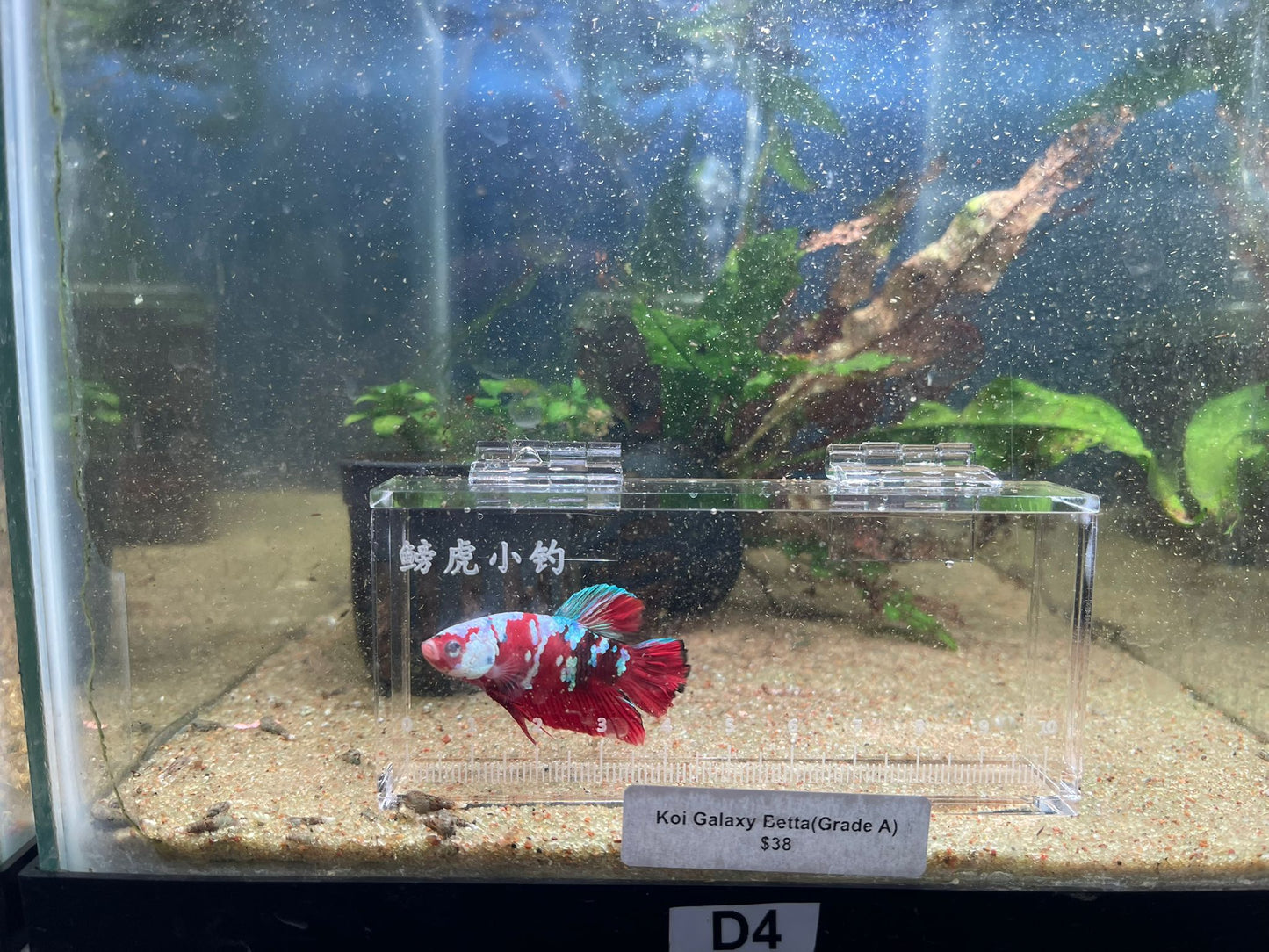 Male Koi Galaxy Betta (Grade A)