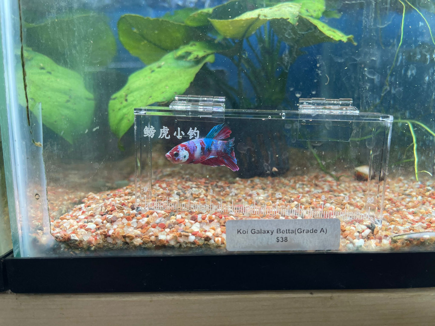 Male Koi Galaxy Betta (Grade A)