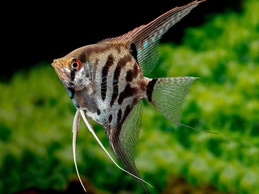 Leopard Angelfish