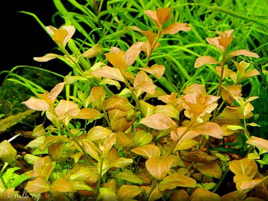 Ludwigia ovalis