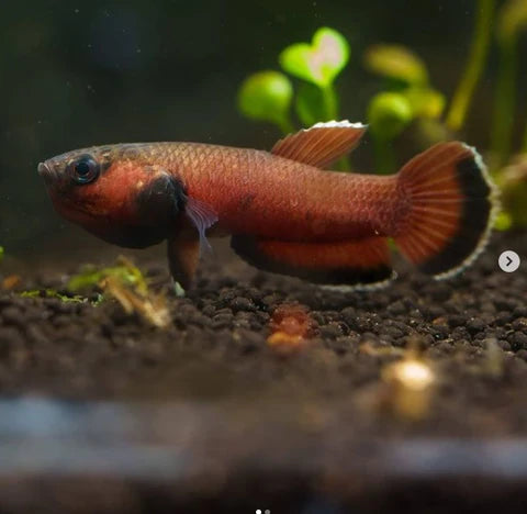 Betta Albimarginata (pairs)