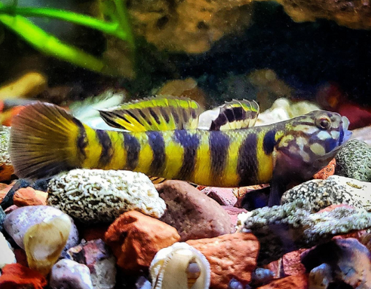 Helmeted Goby (Mugilogobius Parvus)