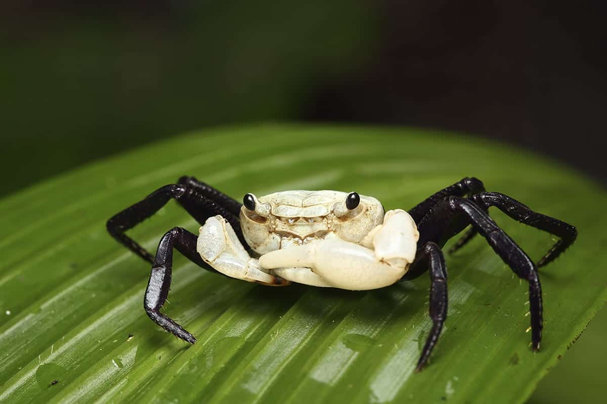 Borneo Panda Crab  (Lepidothelphusa Padawan)