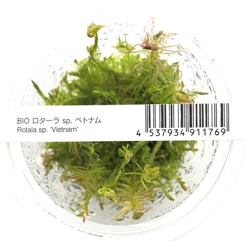 IC025	Rotala wallichii