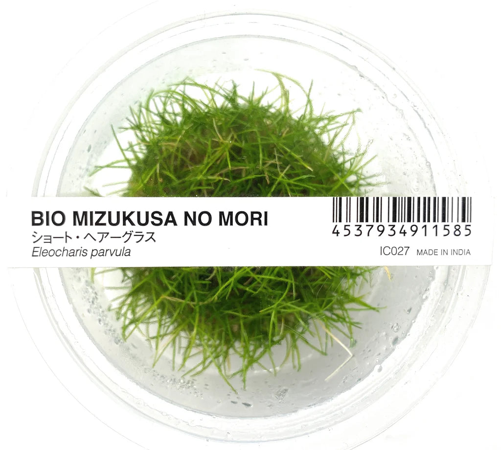 IC027	Eleocharis acicularis sp Mini